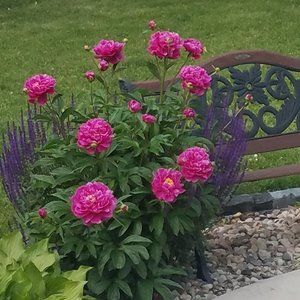 Meet your Posher, Sue